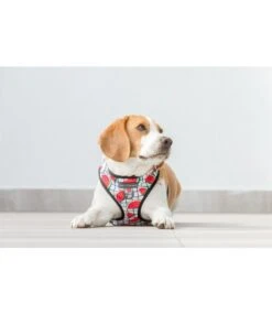 Big And Little Dogs Big And Little Dogs Adjustable A Slice Of Summer -Hondenmode big and little dogs adjustable a slice of summer 3