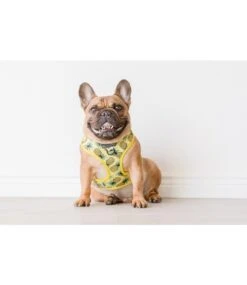 Big And Little Dogs Big And Little Dogs Adjustable Lookin' Pine -Hondenmode big and little dogs adjustable lookin pine 3