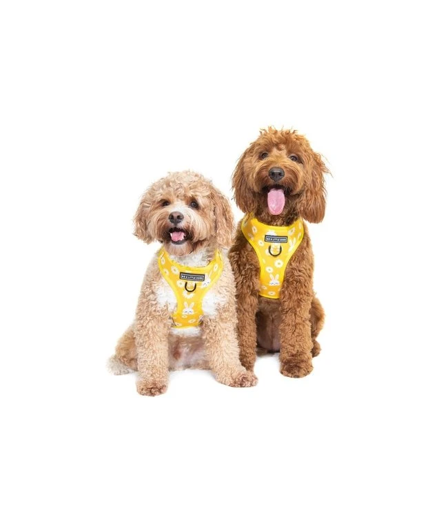 Big And Little Dogs Big And Little Dogs Adjustable Show Me The Bunny 8 Big And Little Dogs Big And Little Dogs Adjustable Show Me The Bunny - Afbeelding 6