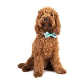 Big And Little Dogs Big And Little Dogs Collar & Bow-tie Slothin' Around -Hondenmode big and little dogs collar bow tie slothin around 2