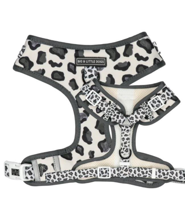 Big And Little Dogs Big And Little Dogs Grey Leopard 3 Big And Little Dogs Big And Little Dogs Grey Leopard