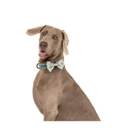 Big And Little Dogs Big And Little Dogs Halsband A Splashing Good Time ( XSMALL ) -Hondenmode big and little dogs halsband a splashing good time 5