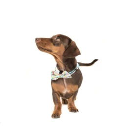 Big And Little Dogs Big And Little Dogs Halsband A Splashing Good Time ( XSMALL ) -Hondenmode big and little dogs halsband a splashing good time 6