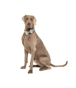 Big And Little Dogs Big And Little Dogs Halsband A Splashing Good Time ( XSMALL ) -Hondenmode big and little dogs halsband a splashing good time 7