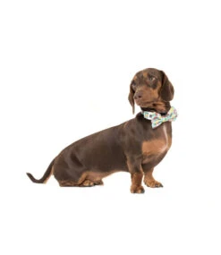 Big And Little Dogs Big And Little Dogs Halsband A Splashing Good Time ( XSMALL ) -Hondenmode big and little dogs halsband a splashing good time 8