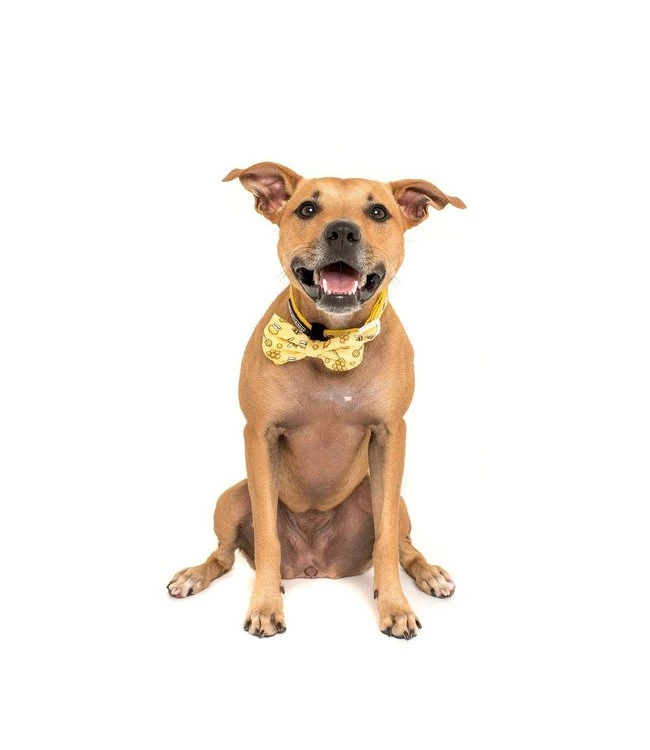 Big And Little Dogs Big And Little Dogs Halsband Bee Hiving 6 Big And Little Dogs Big And Little Dogs Halsband Bee Hiving - Afbeelding 4