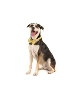 Big And Little Dogs Big And Little Dogs Halsband Bee Hiving 16 Big And Little Dogs Big And Little Dogs Halsband Bee Hiving -Hondenmode big and little dogs halsband bee hiving 5