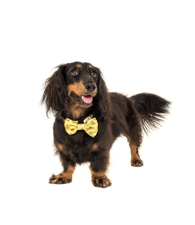 Big And Little Dogs Big And Little Dogs Halsband Bee Hiving 9 Big And Little Dogs Big And Little Dogs Halsband Bee Hiving - Afbeelding 7