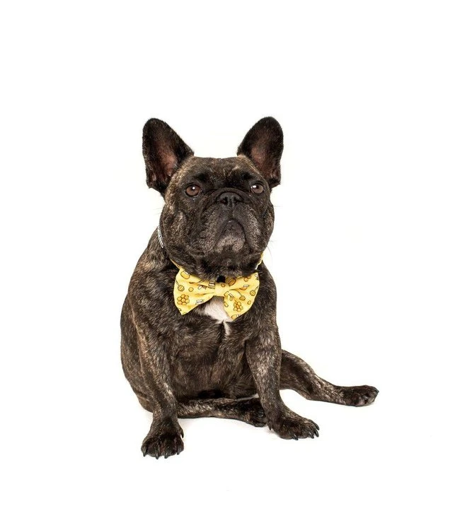 Big And Little Dogs Big And Little Dogs Halsband Bee Hiving 10 Big And Little Dogs Big And Little Dogs Halsband Bee Hiving - Afbeelding 8