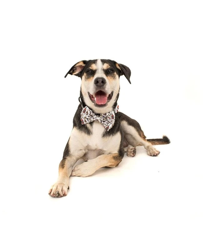 Big And Little Dogs Big And Little Dogs Halsband Best In The West ( XSMALL & MEDIUM ) 6 Big And Little Dogs Big And Little Dogs Halsband Best In The West ( XSMALL & MEDIUM ) - Afbeelding 4