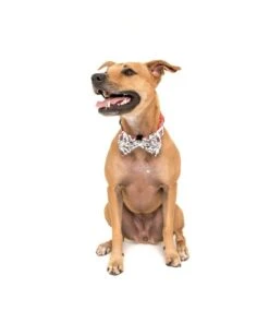 Big And Little Dogs Big And Little Dogs Halsband Best In The West ( XSMALL & MEDIUM ) 15 Big And Little Dogs Big And Little Dogs Halsband Best In The West ( XSMALL & MEDIUM ) -Hondenmode big and little dogs halsband best in the west xsma 3