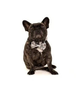 Big And Little Dogs Big And Little Dogs Halsband Best In The West ( XSMALL & MEDIUM ) 16 Big And Little Dogs Big And Little Dogs Halsband Best In The West ( XSMALL & MEDIUM ) -Hondenmode big and little dogs halsband best in the west xsma 4