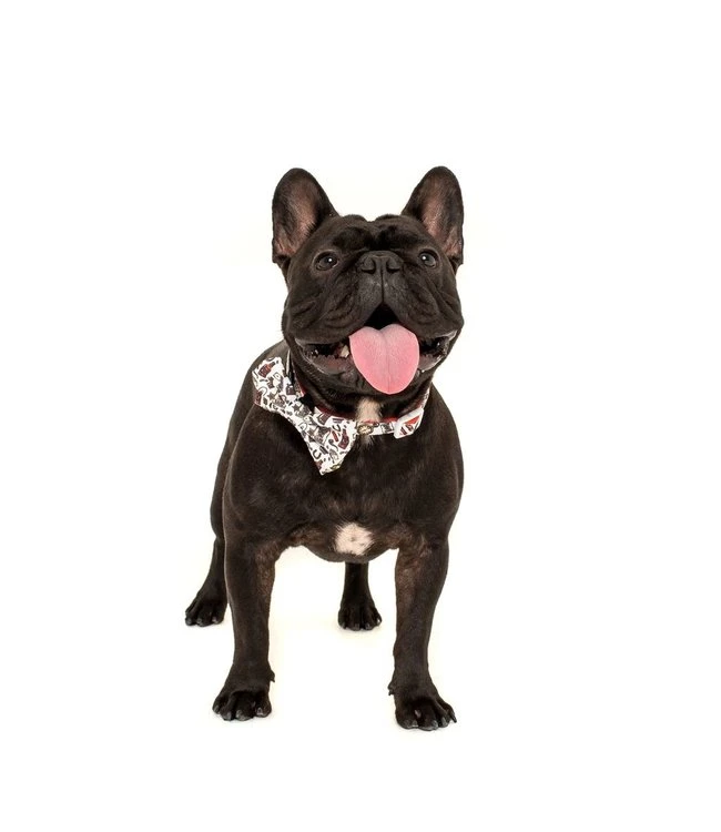 Big And Little Dogs Big And Little Dogs Halsband Best In The West ( XSMALL & MEDIUM ) 9 Big And Little Dogs Big And Little Dogs Halsband Best In The West ( XSMALL & MEDIUM ) - Afbeelding 7