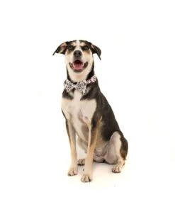 Big And Little Dogs Big And Little Dogs Halsband Best In The West ( XSMALL & MEDIUM ) 18 Big And Little Dogs Big And Little Dogs Halsband Best In The West ( XSMALL & MEDIUM ) -Hondenmode big and little dogs halsband best in the west xsma 6