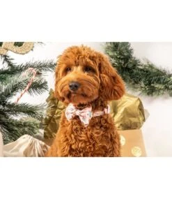 Big And Little Dogs Big And Little Dogs Halsband Christmas Cookies -Hondenmode big and little dogs halsband christmas cookies 3