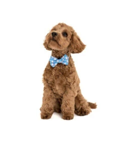 Big And Little Dogs Big And Little Dogs Halsband Feeling Nauti ( XSMALL & MEDIUM ) -Hondenmode big and little dogs halsband feeling nauti xsmall 4