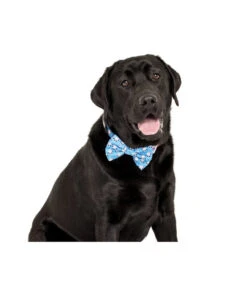 Big And Little Dogs Big And Little Dogs Halsband Feeling Nauti ( XSMALL & MEDIUM ) -Hondenmode big and little dogs halsband feeling nauti xsmall 7