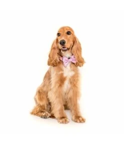 Big And Little Dogs Big And Little Dogs Halsband For Flocks Sake ( M & L ) -Hondenmode big and little dogs halsband for flocks sake m l 1