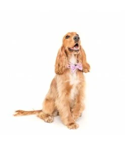 Big And Little Dogs Big And Little Dogs Halsband For Flocks Sake ( M & L ) -Hondenmode big and little dogs halsband for flocks sake m l 2