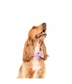 Big And Little Dogs Big And Little Dogs Halsband For Flocks Sake ( M & L ) -Hondenmode big and little dogs halsband for flocks sake m l 3