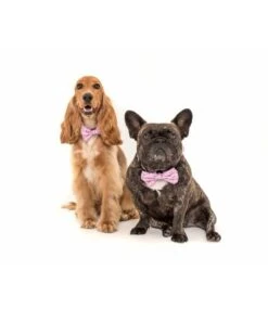 Big And Little Dogs Big And Little Dogs Halsband For Flocks Sake ( M & L ) -Hondenmode big and little dogs halsband for flocks sake m l 4