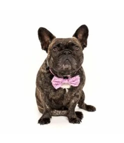 Big And Little Dogs Big And Little Dogs Halsband For Flocks Sake ( M & L ) -Hondenmode big and little dogs halsband for flocks sake m l 5