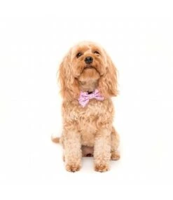 Big And Little Dogs Big And Little Dogs Halsband For Flocks Sake ( M & L ) -Hondenmode big and little dogs halsband for flocks sake m l 6