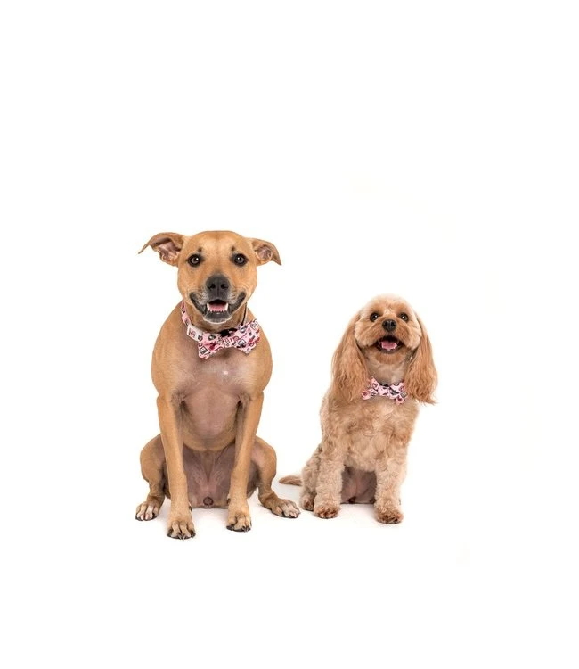 Big And Little Dogs Big And Little Dogs Halsband Girl Boss ( LARGE ) 9 Big And Little Dogs Big And Little Dogs Halsband Girl Boss ( LARGE ) - Afbeelding 7