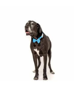 Big And Little Dogs Big And Little Dogs Halsband Great White Shark ( SMALL ) -Hondenmode big and little dogs halsband great white shark sma 1