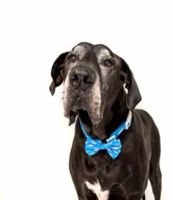 Big And Little Dogs Big And Little Dogs Halsband Great White Shark ( SMALL ) -Hondenmode big and little dogs halsband great white shark sma 2