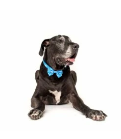 Big And Little Dogs Big And Little Dogs Halsband Great White Shark ( SMALL ) -Hondenmode big and little dogs halsband great white shark sma 3