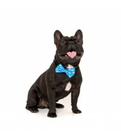 Big And Little Dogs Big And Little Dogs Halsband Great White Shark ( SMALL ) -Hondenmode big and little dogs halsband great white shark sma 4