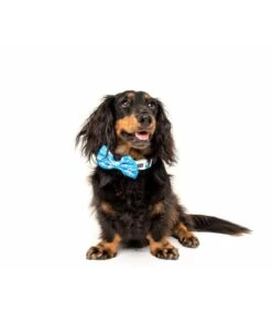 Big And Little Dogs Big And Little Dogs Halsband Great White Shark ( SMALL ) -Hondenmode big and little dogs halsband great white shark sma 5