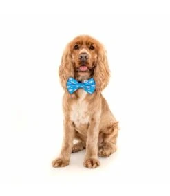 Big And Little Dogs Big And Little Dogs Halsband Great White Shark ( SMALL ) -Hondenmode big and little dogs halsband great white shark sma 7