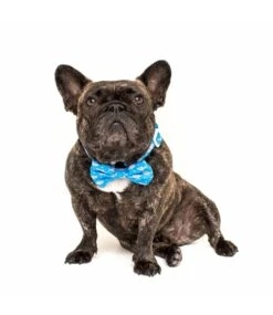 Big And Little Dogs Big And Little Dogs Halsband Great White Shark ( SMALL ) -Hondenmode big and little dogs halsband great white shark sma 8