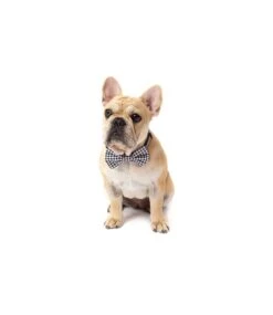Big And Little Dogs Big And Little Dogs Halsband Houndstooth Squad -Hondenmode big and little dogs halsband houndstooth squad 4