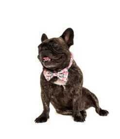 Big And Little Dogs Big And Little Dogs Halsband I'm A Succa For You ( LARGE ) -Hondenmode big and little dogs halsband im a succa for you la 3