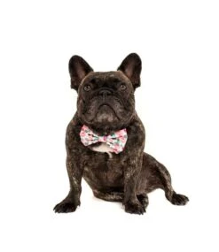 Big And Little Dogs Big And Little Dogs Halsband I'm A Succa For You ( LARGE ) -Hondenmode big and little dogs halsband im a succa for you la 4