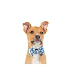 Big And Little Dogs Big And Little Dogs Halsband Lights, Camera, Action -Hondenmode big and little dogs halsband lights camera action 3