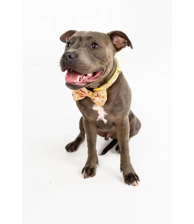 Big And Little Dogs Big And Little Dogs Halsband Mexicali ( Small & Medium ) 4 Big And Little Dogs Big And Little Dogs Halsband Mexicali ( Small & Medium ) - Afbeelding 2