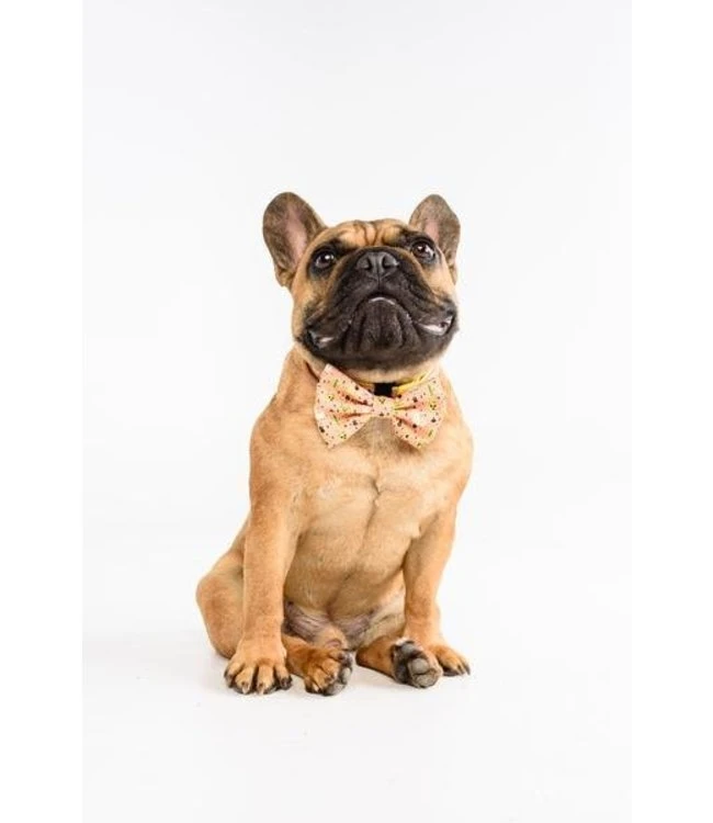 Big And Little Dogs Big And Little Dogs Halsband Mexicali ( Small & Medium ) 5 Big And Little Dogs Big And Little Dogs Halsband Mexicali ( Small & Medium ) - Afbeelding 3