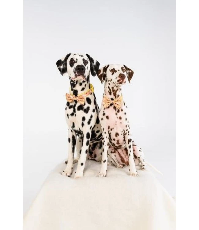 Big And Little Dogs Big And Little Dogs Halsband Mexicali ( Small & Medium ) 6 Big And Little Dogs Big And Little Dogs Halsband Mexicali ( Small & Medium ) - Afbeelding 4