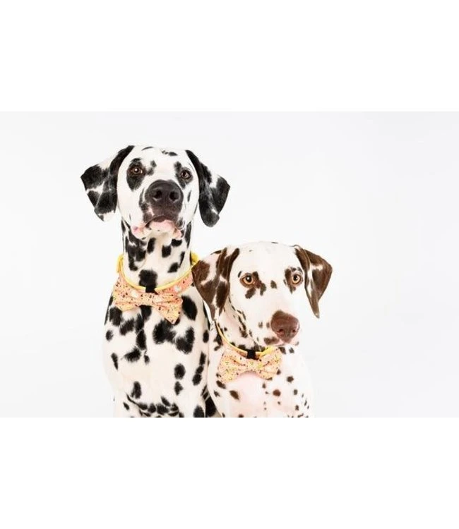 Big And Little Dogs Big And Little Dogs Halsband Mexicali ( Small & Medium ) 7 Big And Little Dogs Big And Little Dogs Halsband Mexicali ( Small & Medium ) - Afbeelding 5