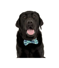 Big And Little Dogs Big And Little Dogs Halsband Miami Summer ( LARGE ) -Hondenmode big and little dogs halsband miami summer large 4