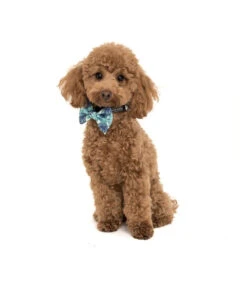 Big And Little Dogs Big And Little Dogs Halsband Miami Summer ( LARGE ) -Hondenmode big and little dogs halsband miami summer large 5