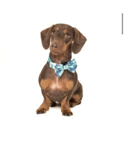 Big And Little Dogs Big And Little Dogs Halsband Miami Summer ( LARGE ) -Hondenmode big and little dogs halsband miami summer large 6