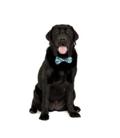 Big And Little Dogs Big And Little Dogs Halsband Miami Summer ( LARGE ) -Hondenmode big and little dogs halsband miami summer large 7