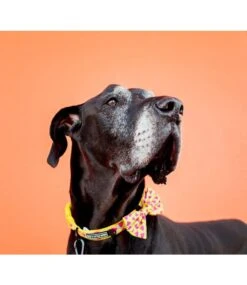 Big And Little Dogs Big And & Little Dogs Halsband One In A Melon -Hondenmode big and little dogs halsband one in a melon 2