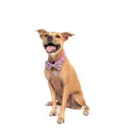 Big And Little Dogs Big And Little Dogs Halsband One Of A Kind ( LARGE ) -Hondenmode big and little dogs halsband one of a kind large 3