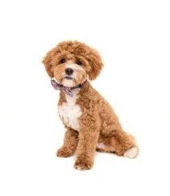 Big And Little Dogs Big And Little Dogs Halsband One Of A Kind ( LARGE ) -Hondenmode big and little dogs halsband one of a kind large 4